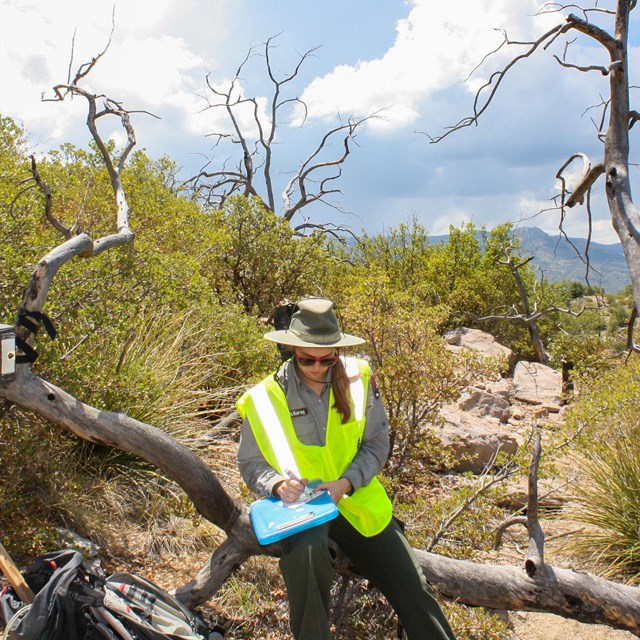 A woman wearing a neon vest rests on a branch in the desert while writing on a clipboard.