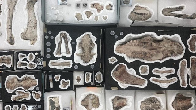 fossils of varying sizes in styrofoam cases with numbers and protective tissue paper.