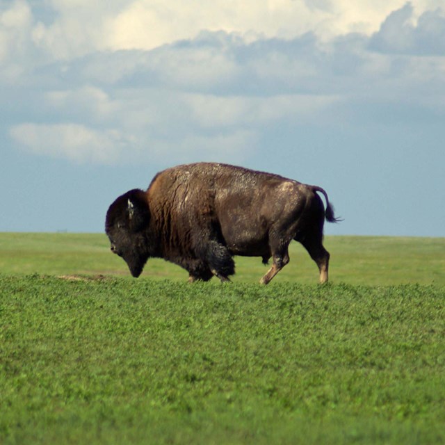 a lone bison walks through an open, grassy field with blue cloudy sky above.