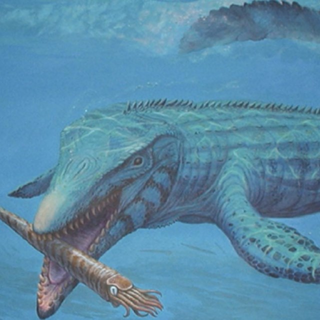a large marine reptile swims through blue water and closes its jaws around a squidlike creature
