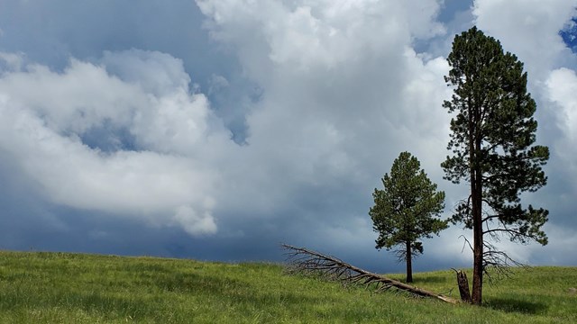 Storm clouds darken behind two pine trees
