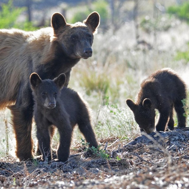 A mama black bear and her two cubs.