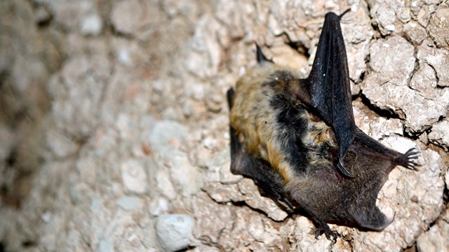 western small footed bat at Badlands National Park