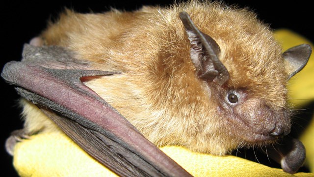 big brown bat held by researcher