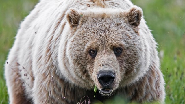 Bears (U.S. National Park Service), bear 