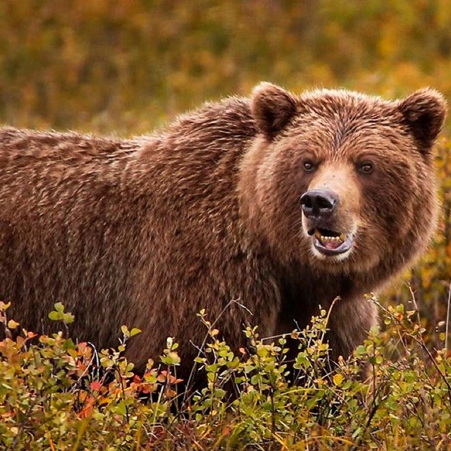 Bears (U.S. National Park Service)