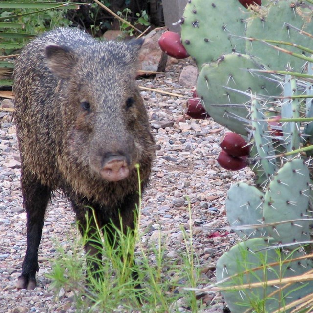 Collared peccary, or Javelina, posing next to a prickly pear cactus.
