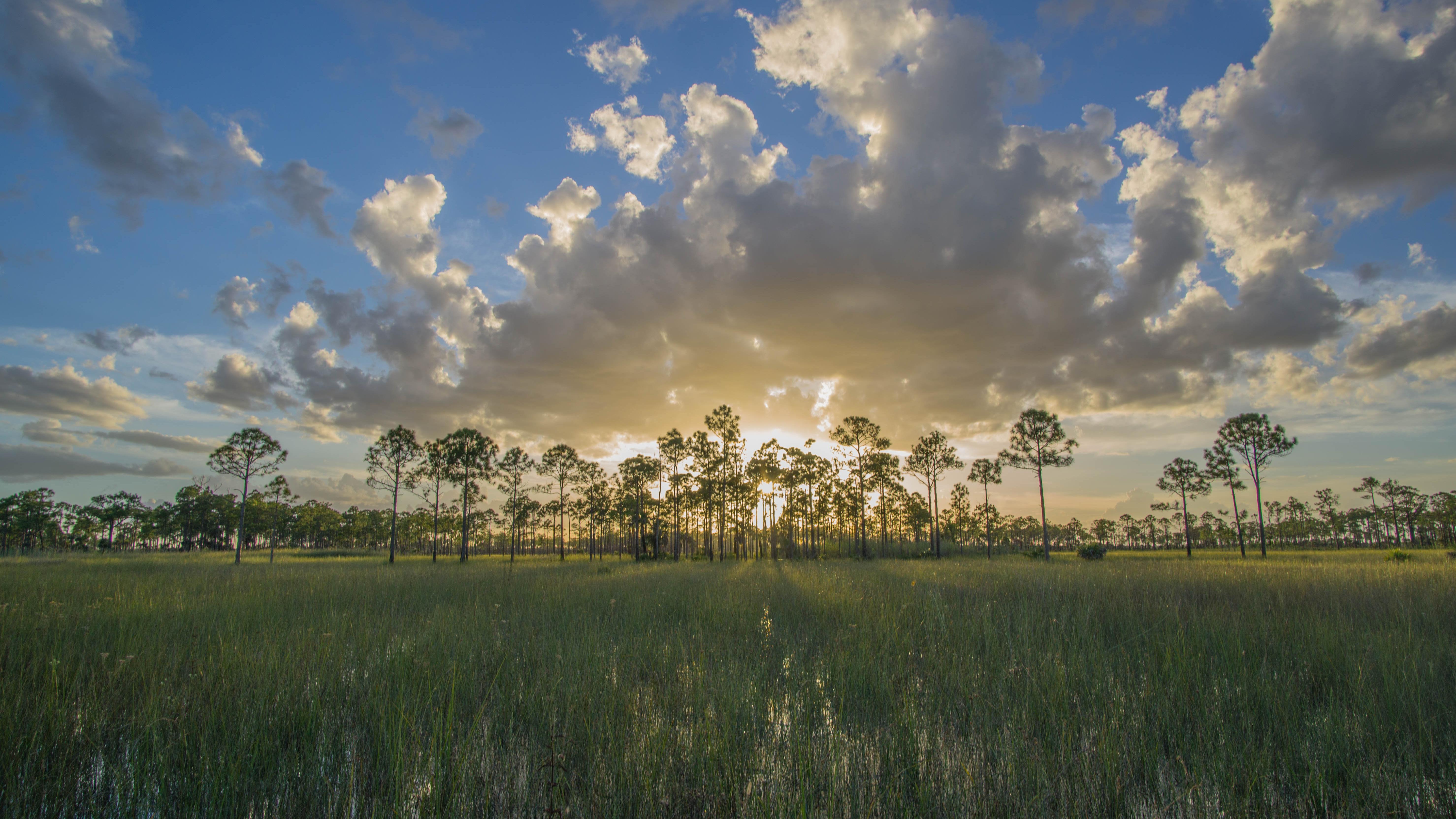 puffy clouds and grassy water meets at sunset