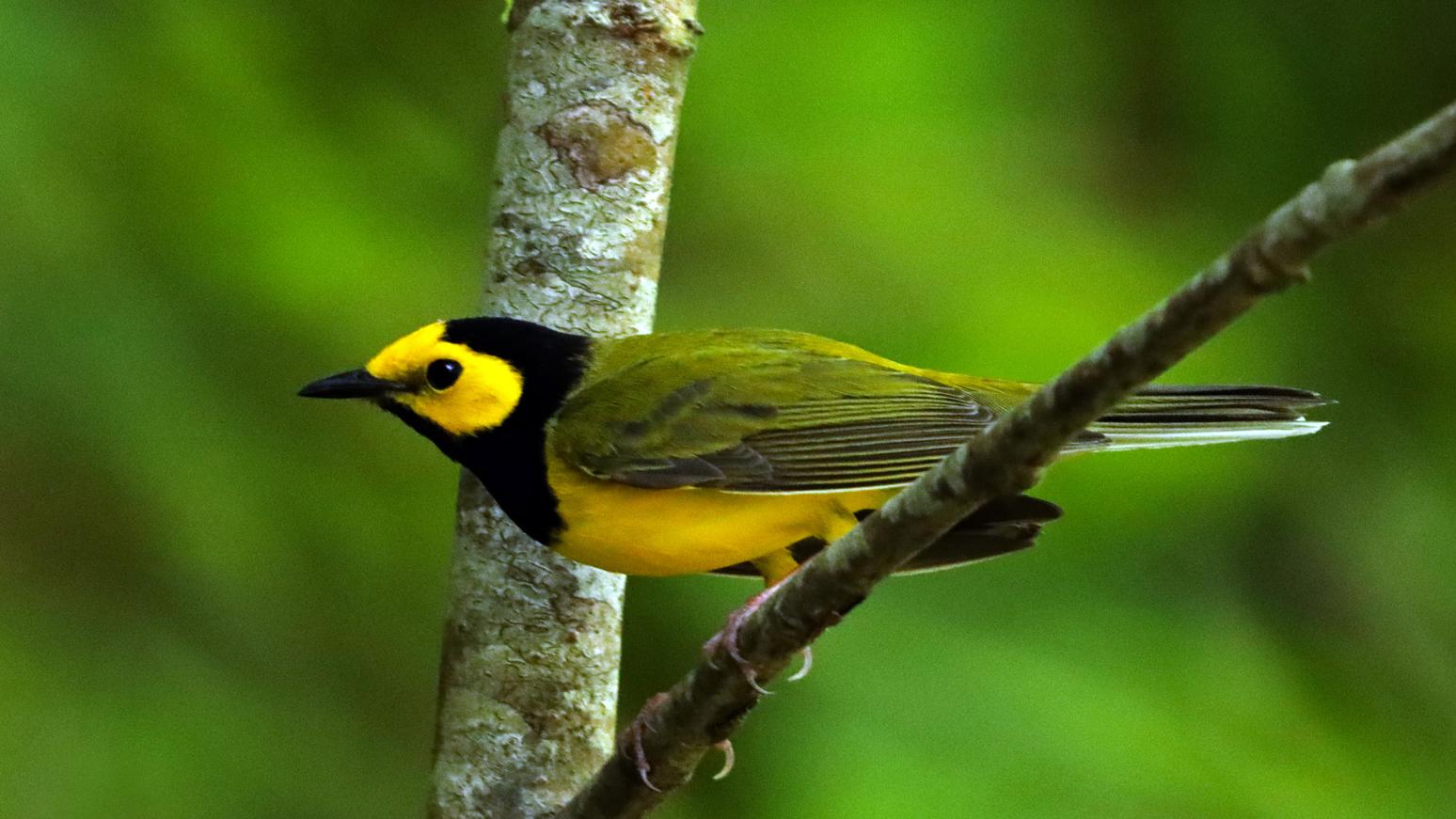A hooded Warbler