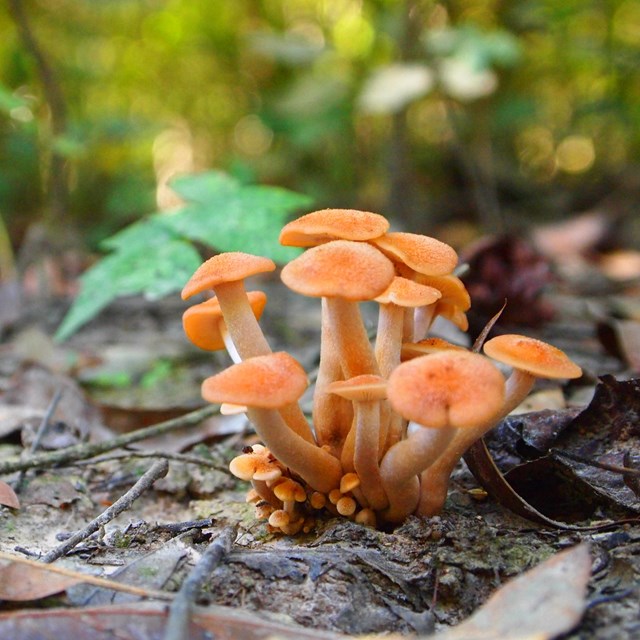 ground level view of a cluster of tiny orange mushrooms on the forest floor