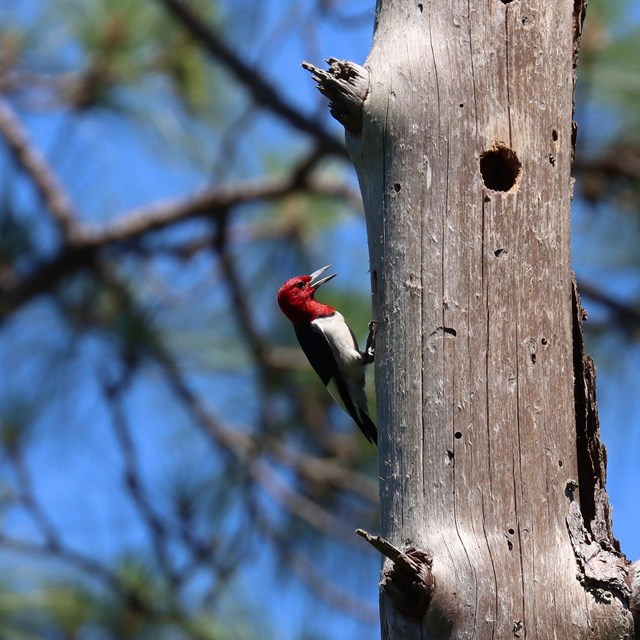 A red headed woodpecker with open beak perched on the side of a dead tree.