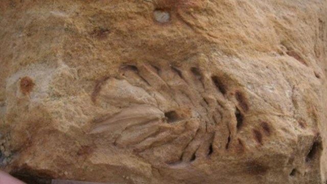 A pinecone impression on beige and light brown rock. A black and white checkered scale is underneath