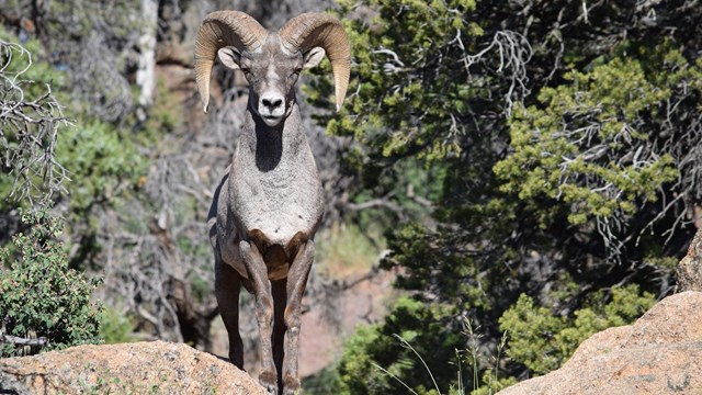 A male bighorn sheep standing on a rocky outcropping