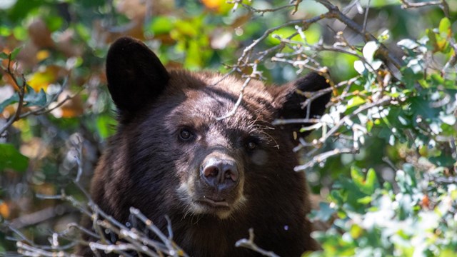 A black bear looking through vegetation