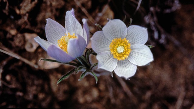 White flowers with a yellow center