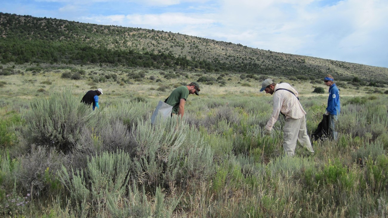 Group of people pulling weeds in a field with vegetation at knee and thigh height.