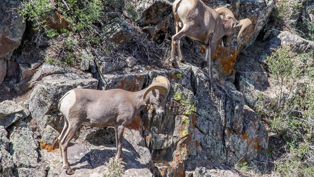 Two bighorn sheep rams navigate down a steep canyon