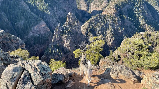 A dog on a leash looks out over a canyon from an overlook
