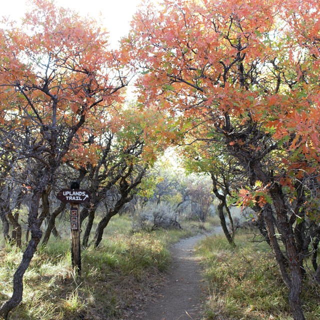 Red fall foliage on trees surrounding a trail. 
