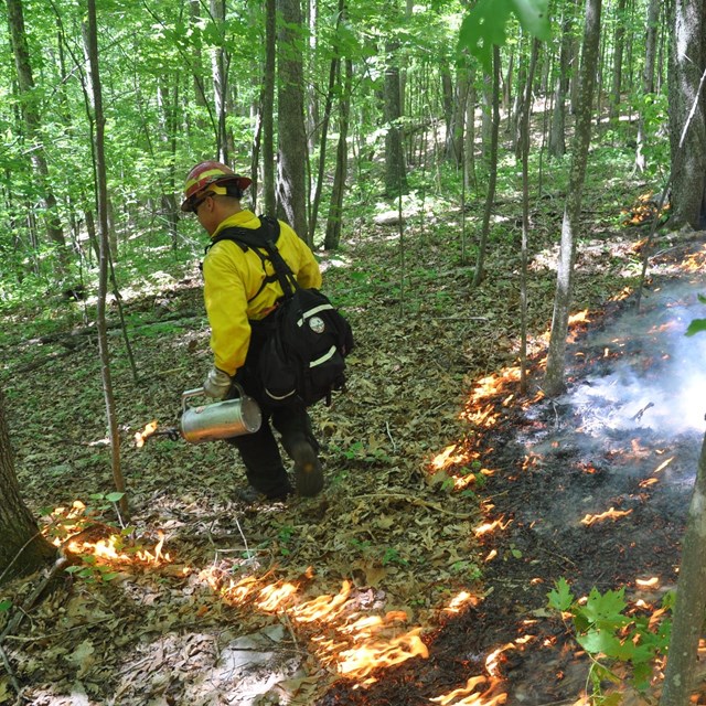 firefighter igniting a prescribed burn