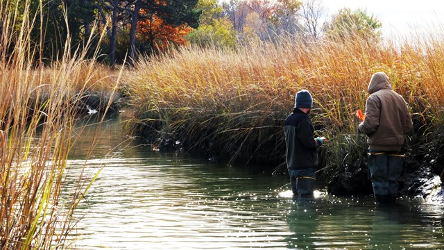 Two young adults wade in waters up to their knees beside clumps of marsh grass. 