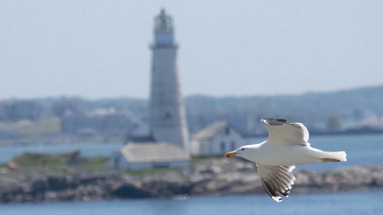 a seagull flies with Boston Lighthouse in the background.