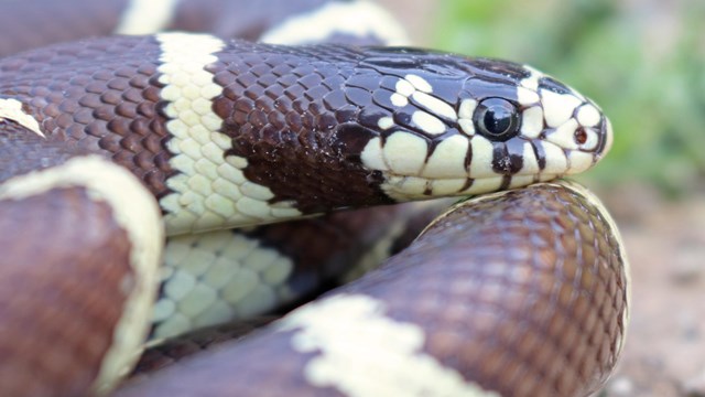 Photo of a coiled up snake with a unique pattern. 