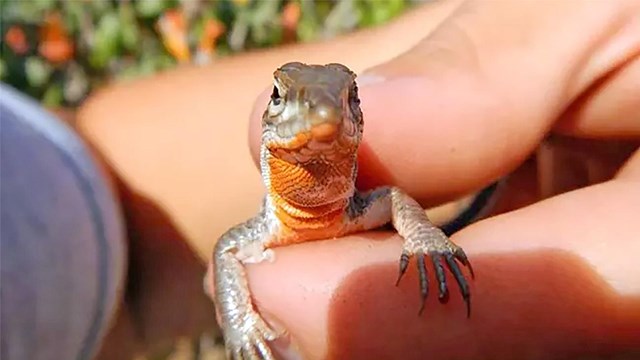 Hand holding a small lizard. 