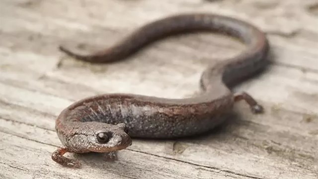 A small salamander on a solid surface. 