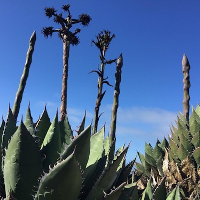 Photo of Shaw's Agave