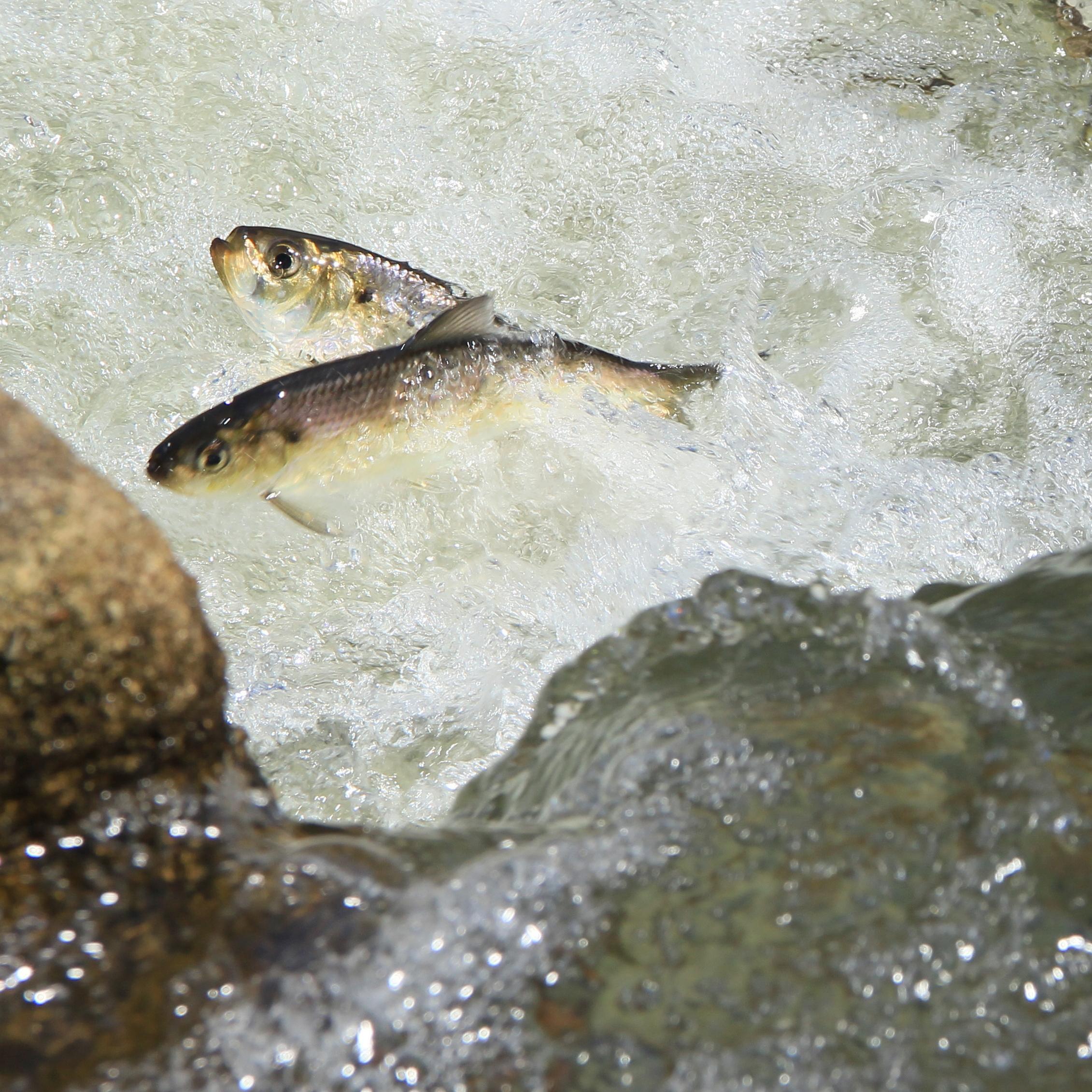 Scientists study fish at the national seashore
