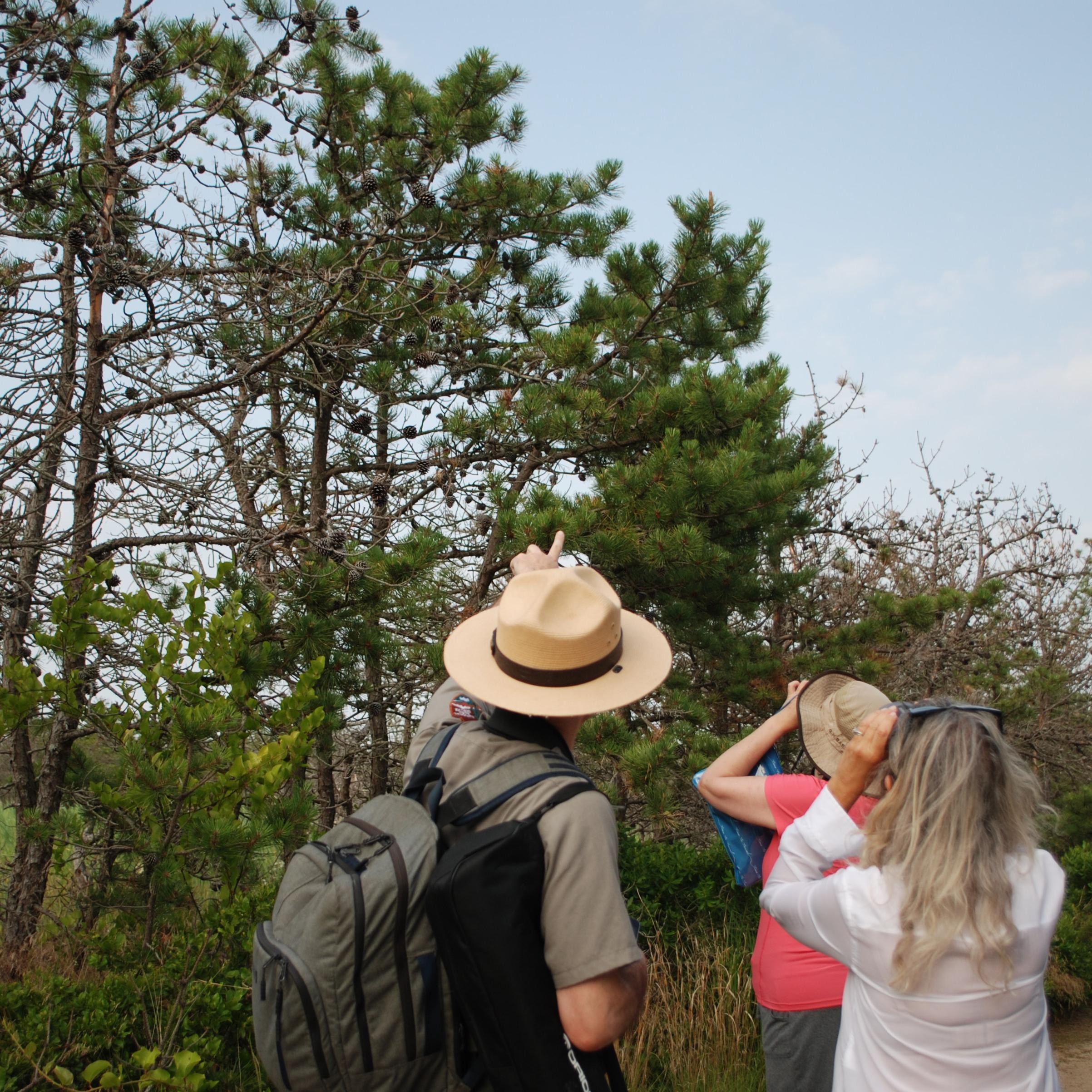 Ranger points to birds with visitors.