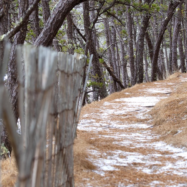 A photo of a hiking trail in a forest with light snow on the ground.