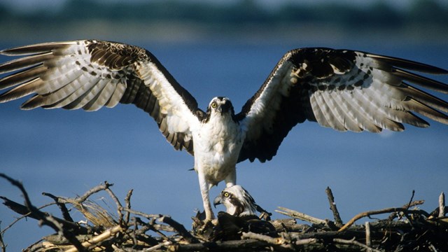 An osprey spreading its wings
