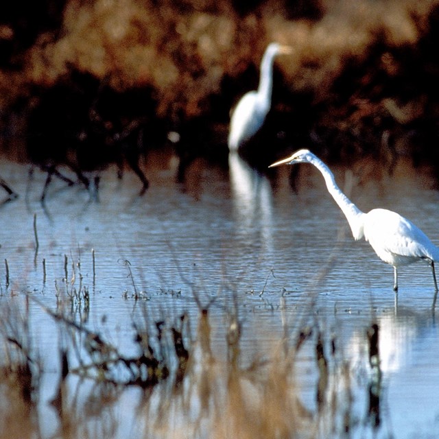 Two egrets in a marsh. 