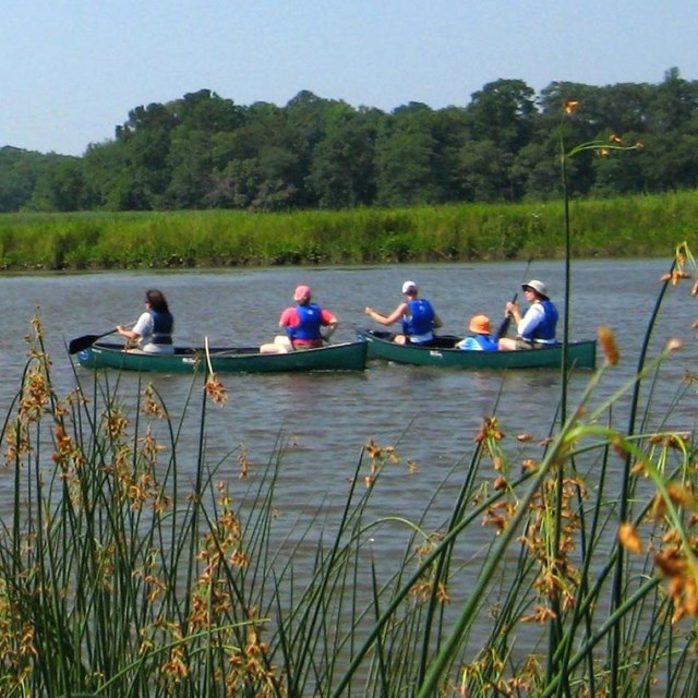 A group of people kayaking in a marsh. 