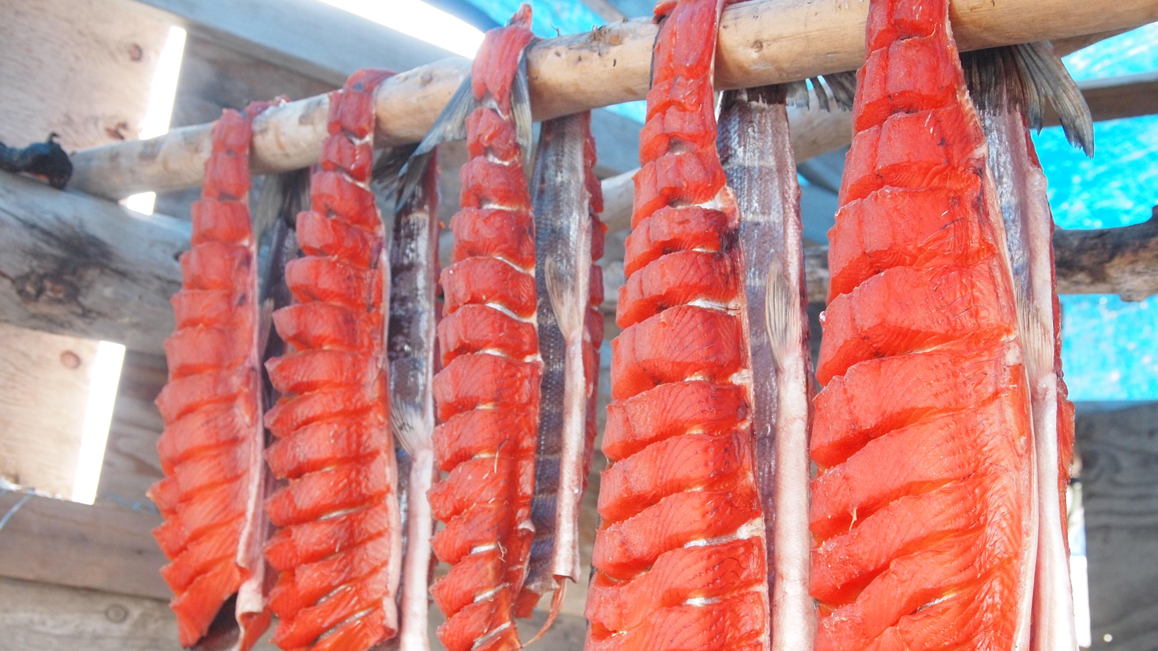 bright orange salmon drying on a fish rack