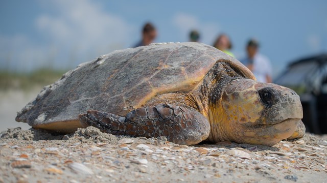 A Loggerhead sea turtle nesting on the sand. NPS staff blurred behind the turtle 