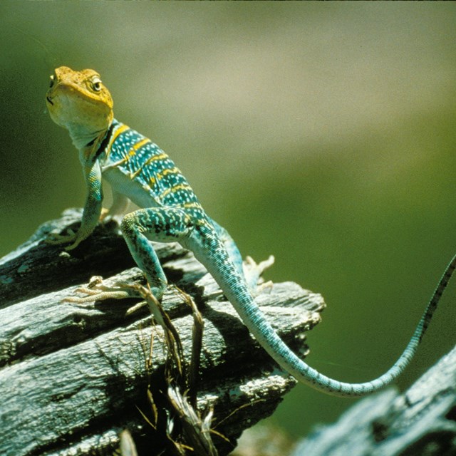 a green lizard with a yellow head