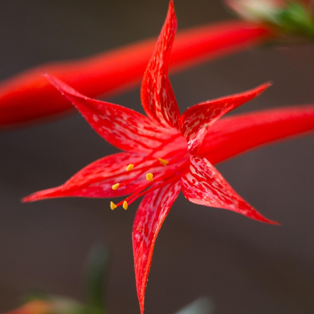 a red flower with pointed petals