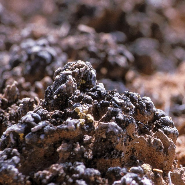 black, knobby soil crust