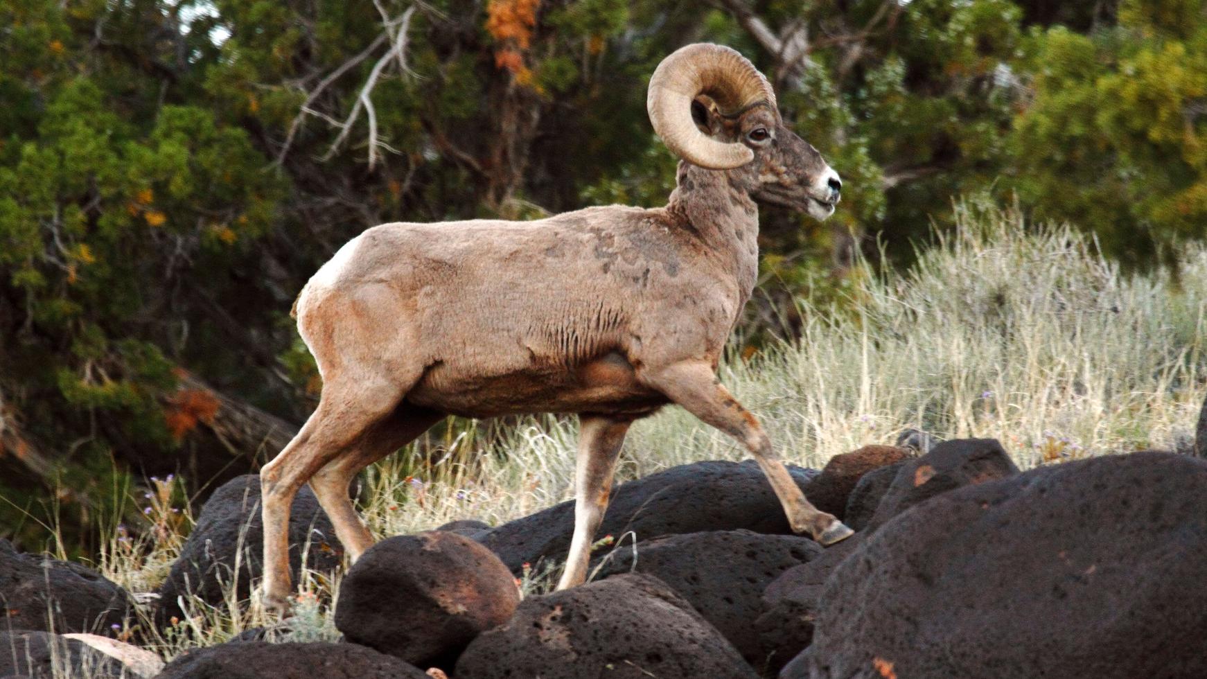 Large bighorn ram with curled horn stepping on black boulders with trees in background.