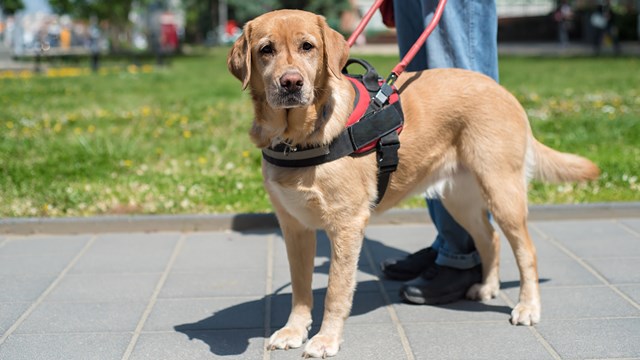 A service dog wearing a red vest and a harness.