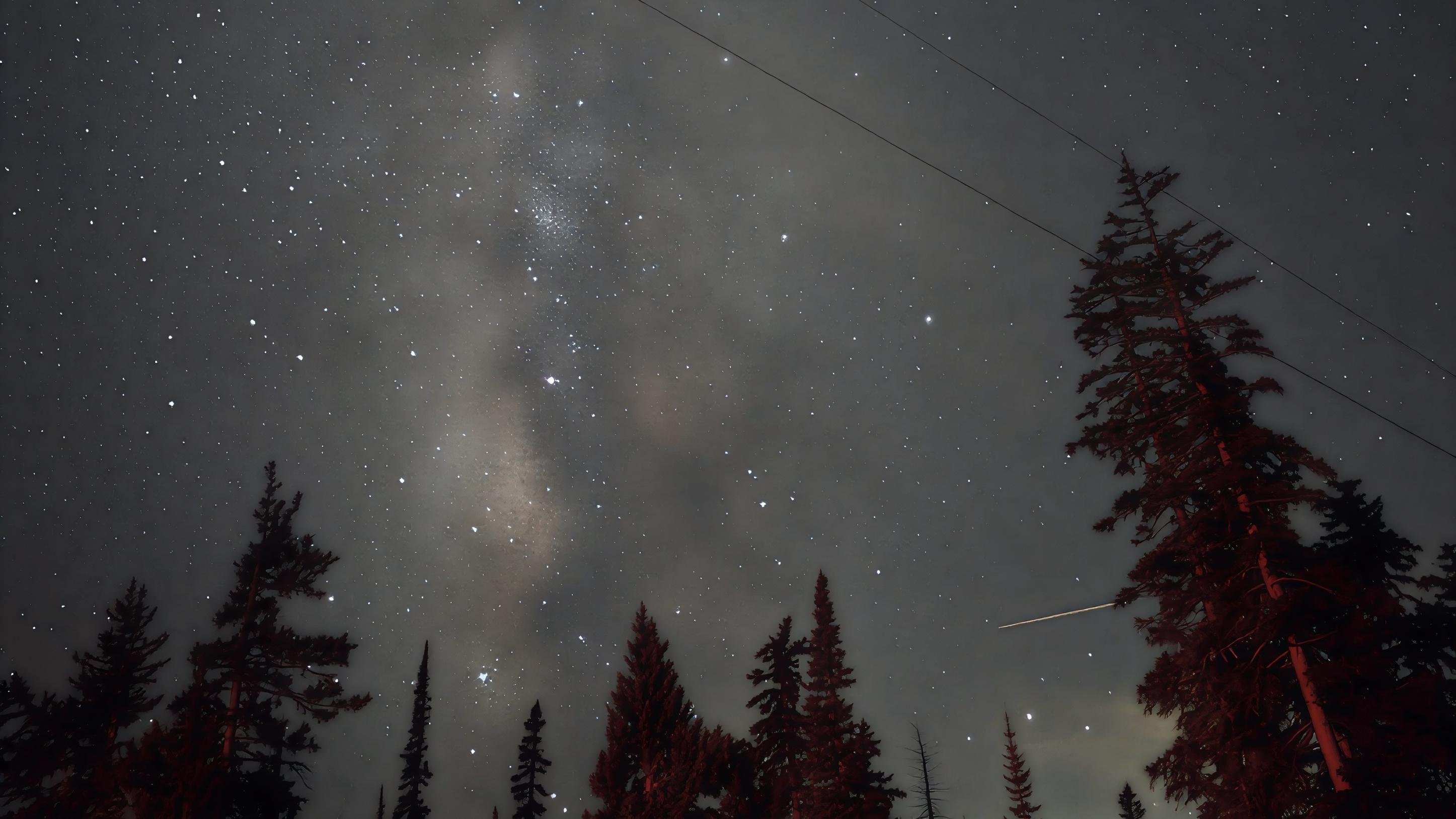A star-filled night sky above a forest of conifer trees, with the Milky Way visible.