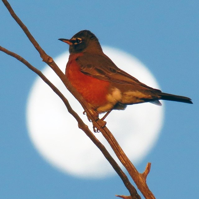 American Robin perched on a branch in front of the full moon