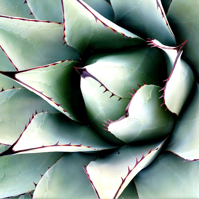 Agave neomexicana plant