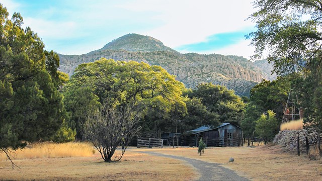 gravel path with dry grass leads to trees and outbuild