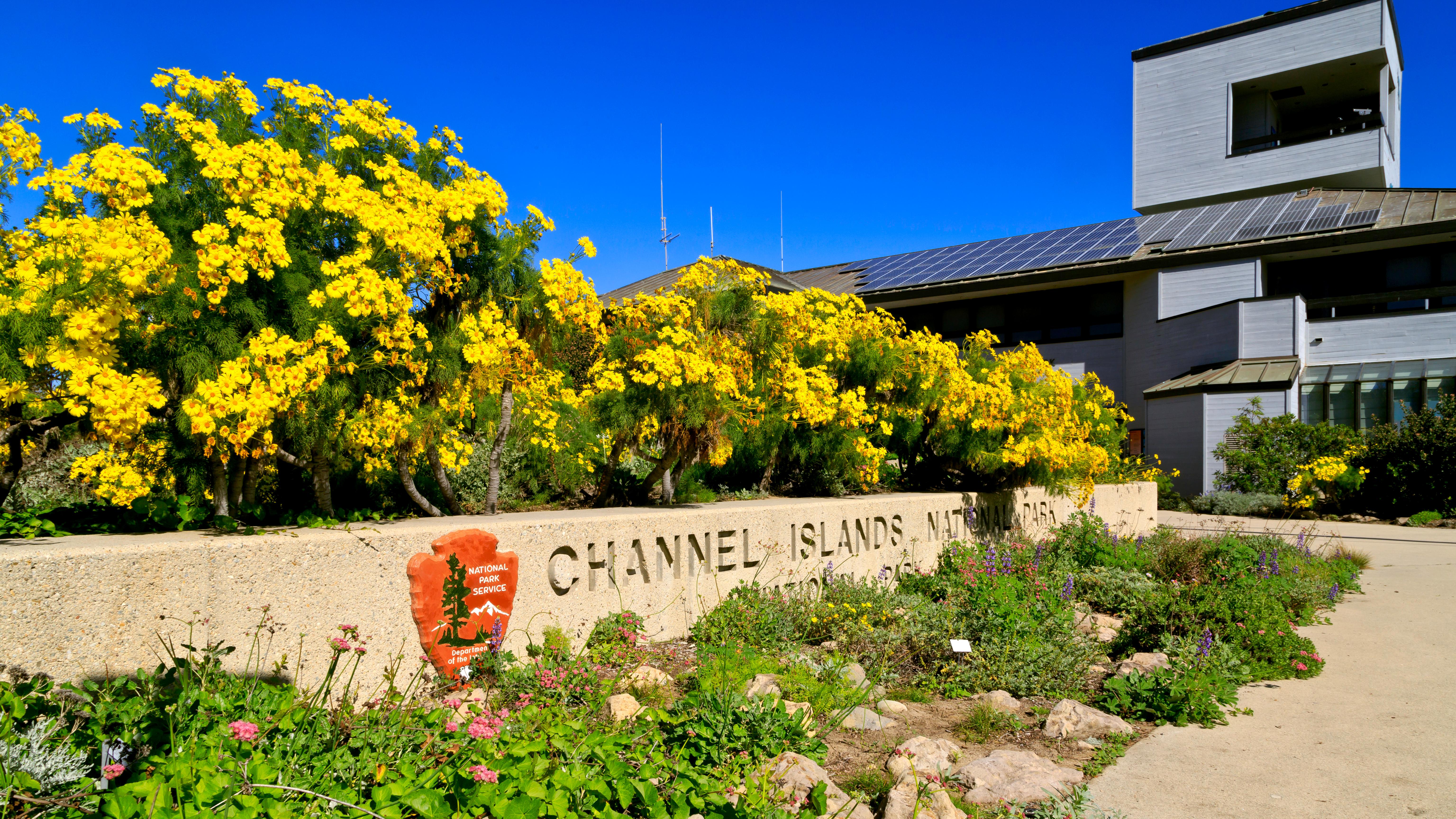 Yellow flowers in native plant garden. &copy;Tim Hauf, timhaufphotography.com