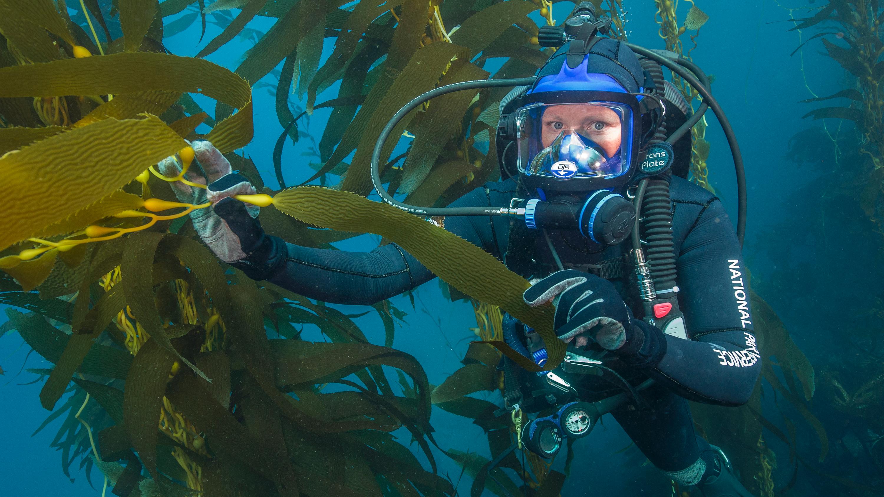 Park ranger SCUBA diving in kelp forest. 