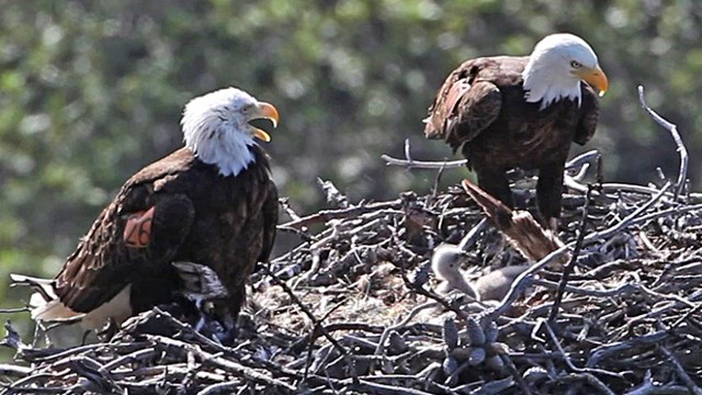 Adult eagles in nest with chick.